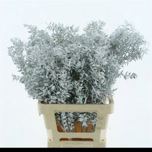 RUSCUS OV KLB H%
