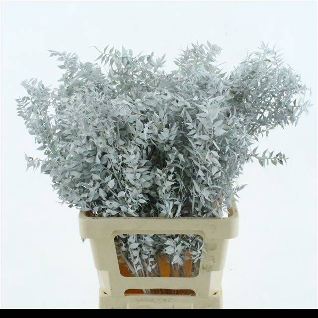 <h4>RUSCUS OV KLB H%</h4>