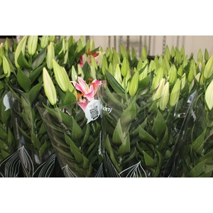 LIRIO AFTER EIGHT P16