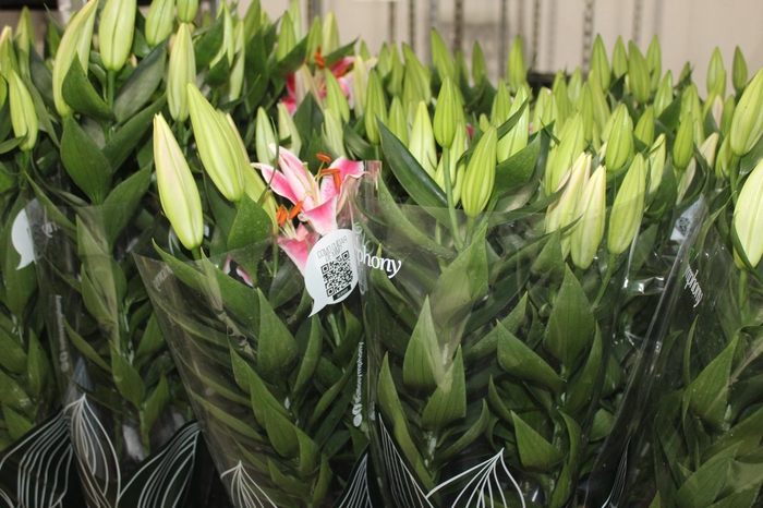 <h4>LIRIO AFTER EIGHT P16</h4>