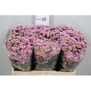 Chr S Mad Tanga Pink