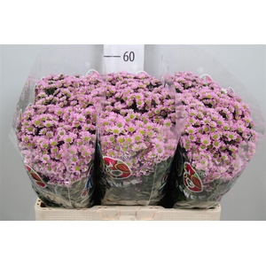 Chr S Mad Tanga Pink