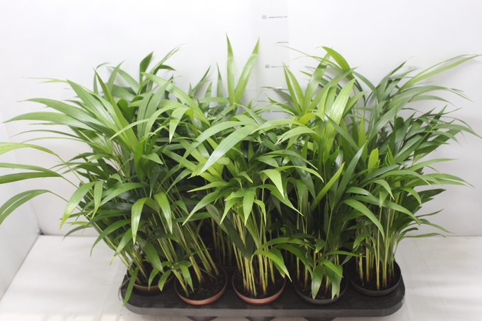 <h4>ARECA BAMBU P11</h4>