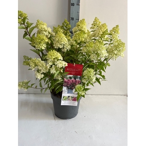 HYDR PANICULATA