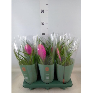 Tillandsia cyanea 'Vincent'