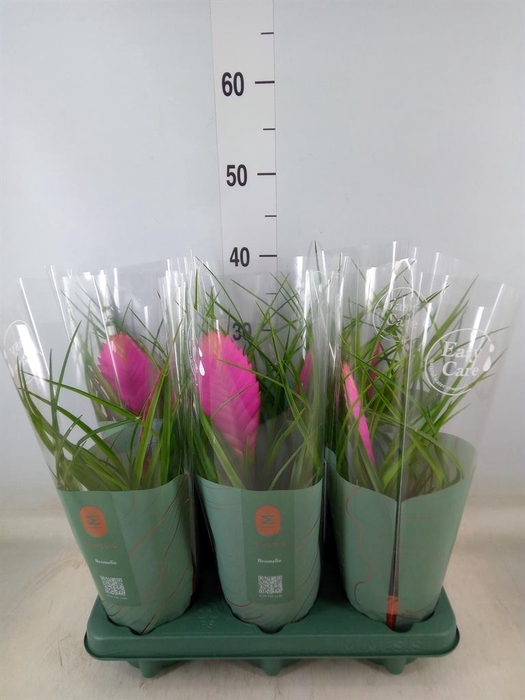 <h4>Tillandsia cyanea 'Vincent'</h4>