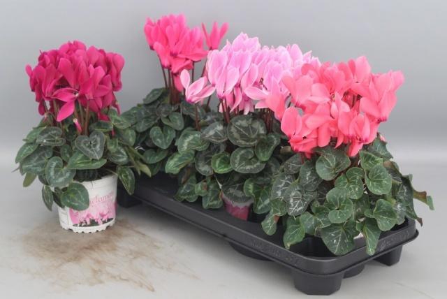 <h4>CYCL GR SUP XL</h4>