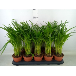 Dypsis lutescens   ...Chrysalidoca