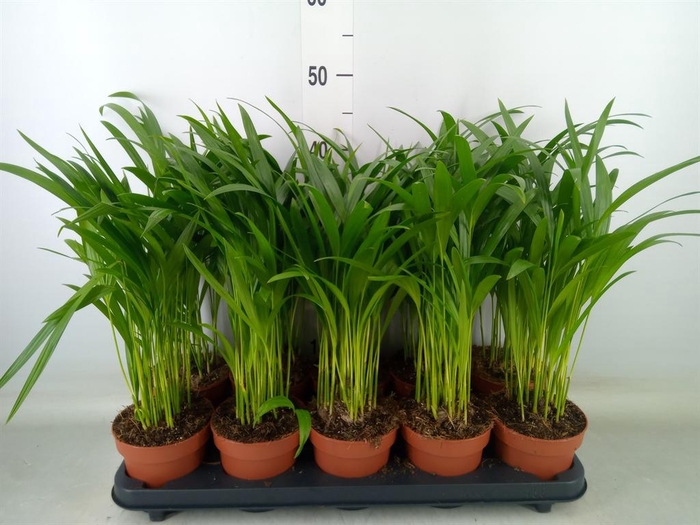 <h4>Dypsis lutescens   ...Chrysalidoca</h4>