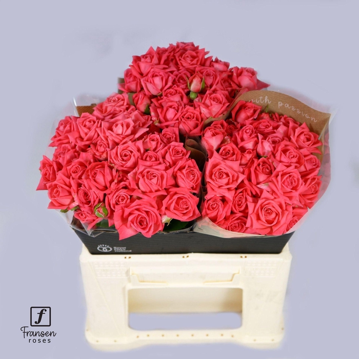 <h4>ROSA TR 'BARBADOS'</h4>