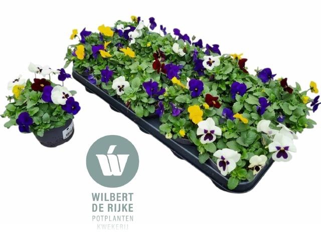 <h4>VIO CO EM MM RIO</h4>