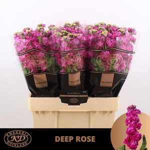 MATTH STOX DEEP ROSE