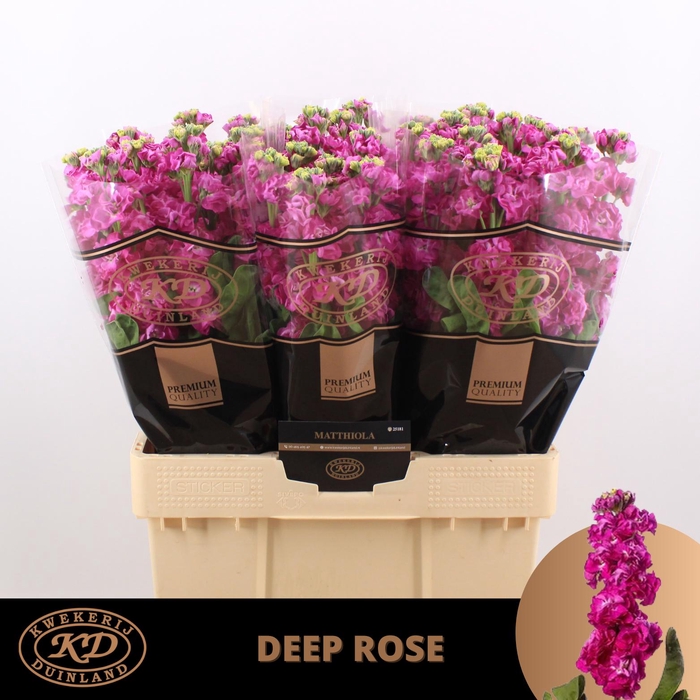 <h4>MATTH STOX DEEP ROSE</h4>