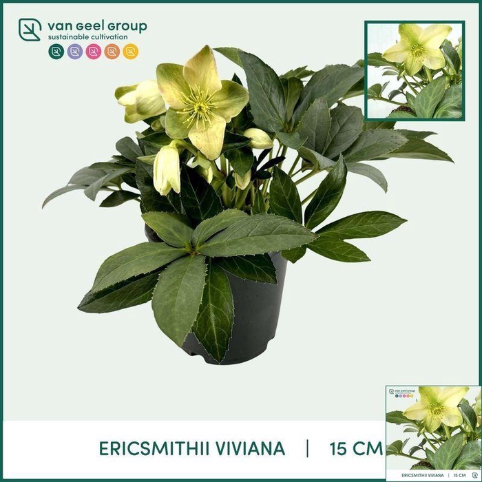 <h4>Helleborus Overig</h4>