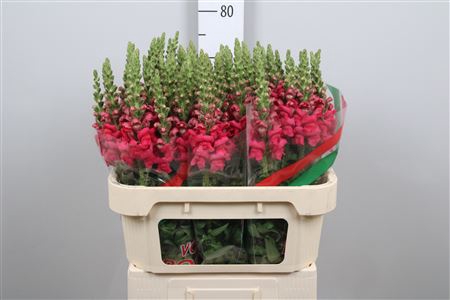 <h4>Antir Poto Cher Rose</h4>
