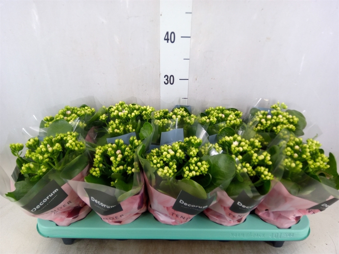 <h4>Kalanchoe blos. 'Serenity Rosa'</h4>