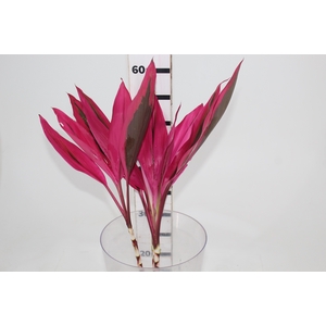 FOLHAGEM DRACENA BABY PINK PLUS