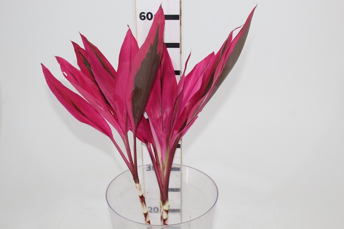 <h4>FOLHAGEM DRACENA BABY PINK PLUS</h4>