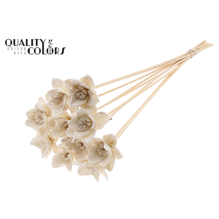 <h4>Shola Queen Flower on stem Natural</h4>