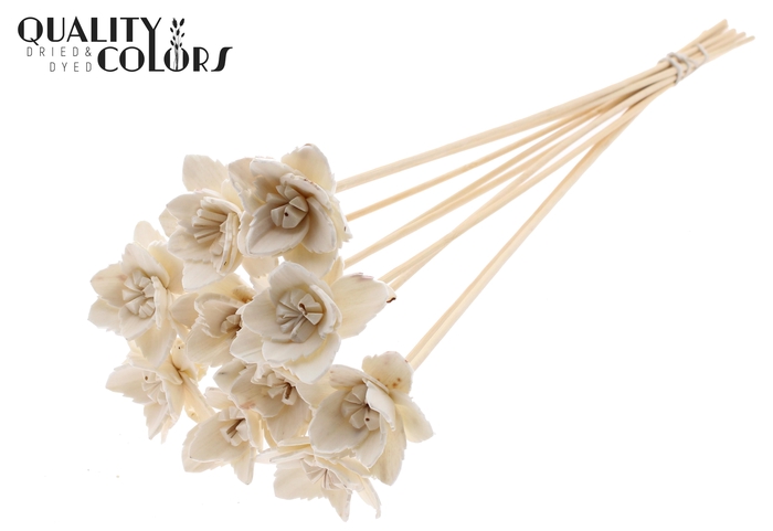 Shola Queen Flower on stem Natural