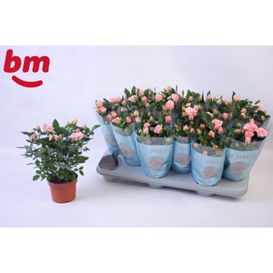 Rosa Retro Jewel Beau Monde (10,5cm)