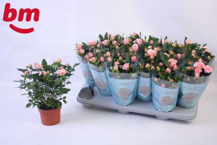 <h4>Rosa Retro Jewel Beau Monde (10,5cm)</h4>