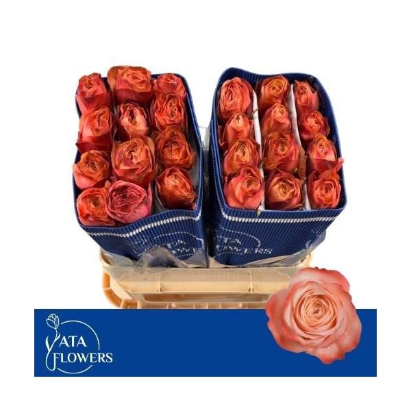 <h4>R Gr Kahala L7</h4>