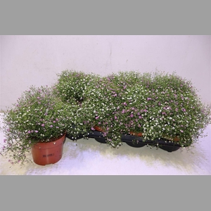 Gyps Muralis Gem Pot