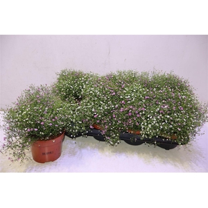 Gyps Muralis Gem Pot