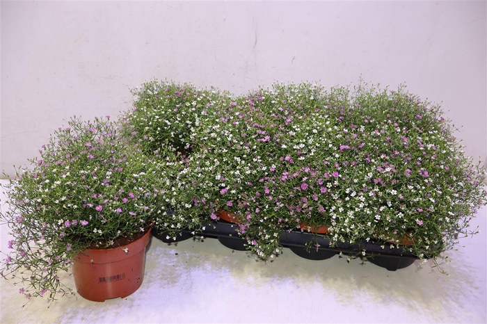 <h4>Gyps Muralis Gem Pot</h4>