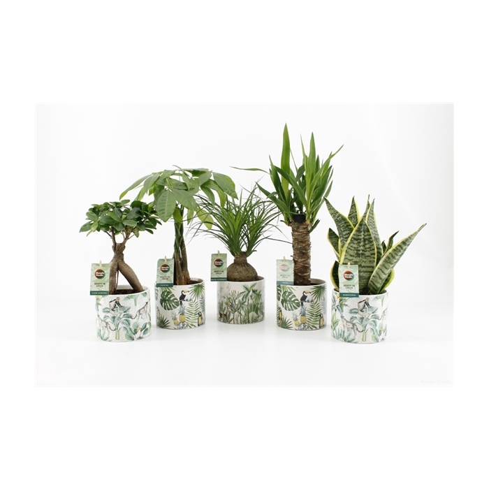 <h4>Easy to Care Mix in Jungle Keramiek</h4>