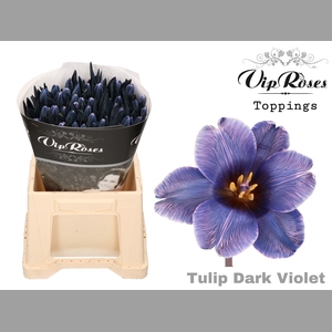 TU EN A DARK VIOLET