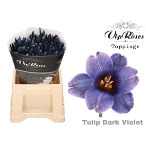 Tu En Vip Dark Violet