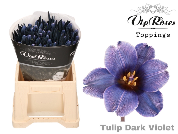 Tu En Vip Dark Violet