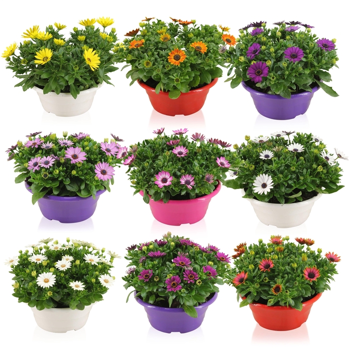 <h4>OSTEO MARGARITA GEM</h4>