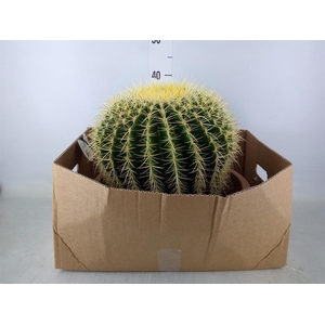 Echinocactus grusonii