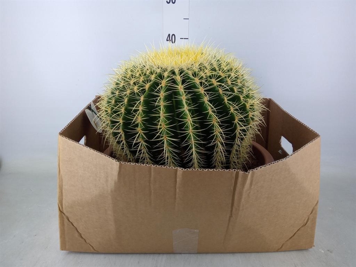 <h4>Echinocactus grusonii</h4>
