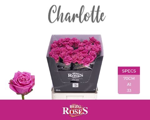 <h4>R Gr Tan Charlotte</h4>