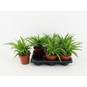 Chlorophytum comosum Lemon 12Ø 22cm