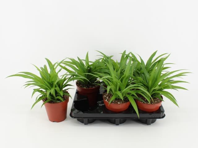 Chlorophytum comosum Lemon 12Ø 22cm