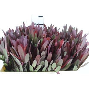 PROTEA SAFARI 080 CM VINHO