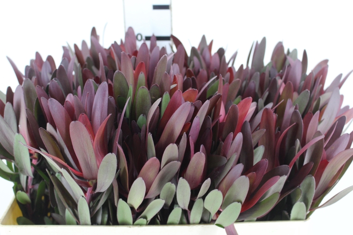 <h4>PROTEA SAFARI 080 CM VINHO</h4>
