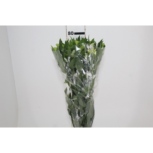 ALSTROEMERIA MISTRAL 080 CM
