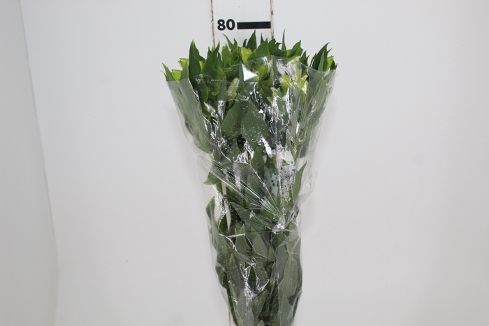 <h4>ALSTROEMERIA MISTRAL 080 CM</h4>