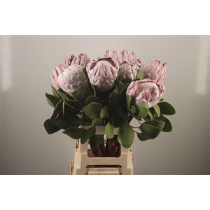 Protea Cynaroides Grande