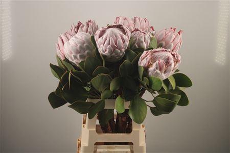 <h4>Protea Cynaroides Grande</h4>