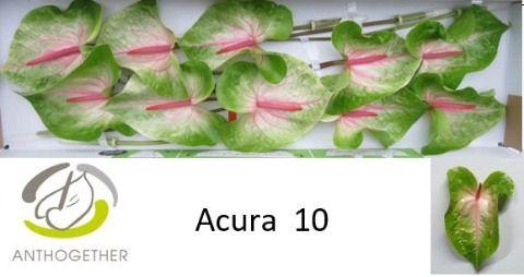 <h4>Anthurium Acura</h4>