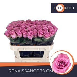 Rosa a grande fleur Renaissance