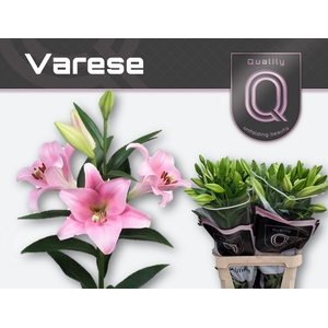 LI LF VARESE 3+