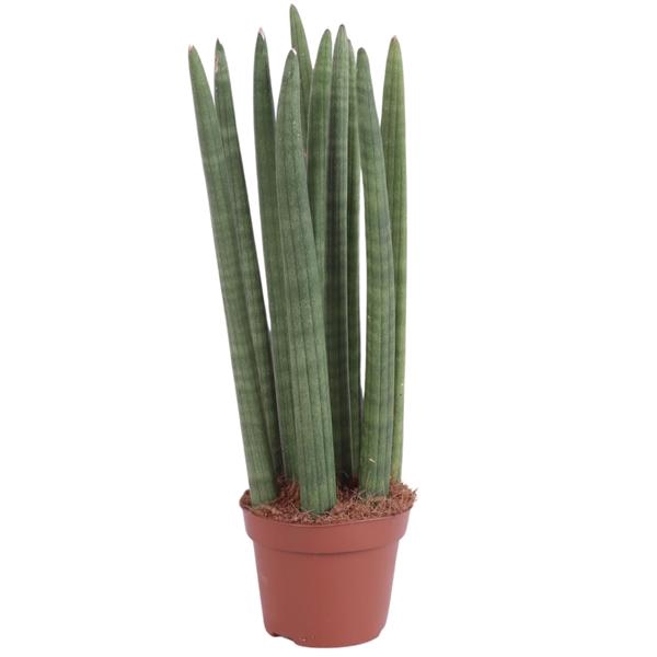 <h4>Sansevieria Cylindrica Straight 10 Leaf Ø12cm</h4>